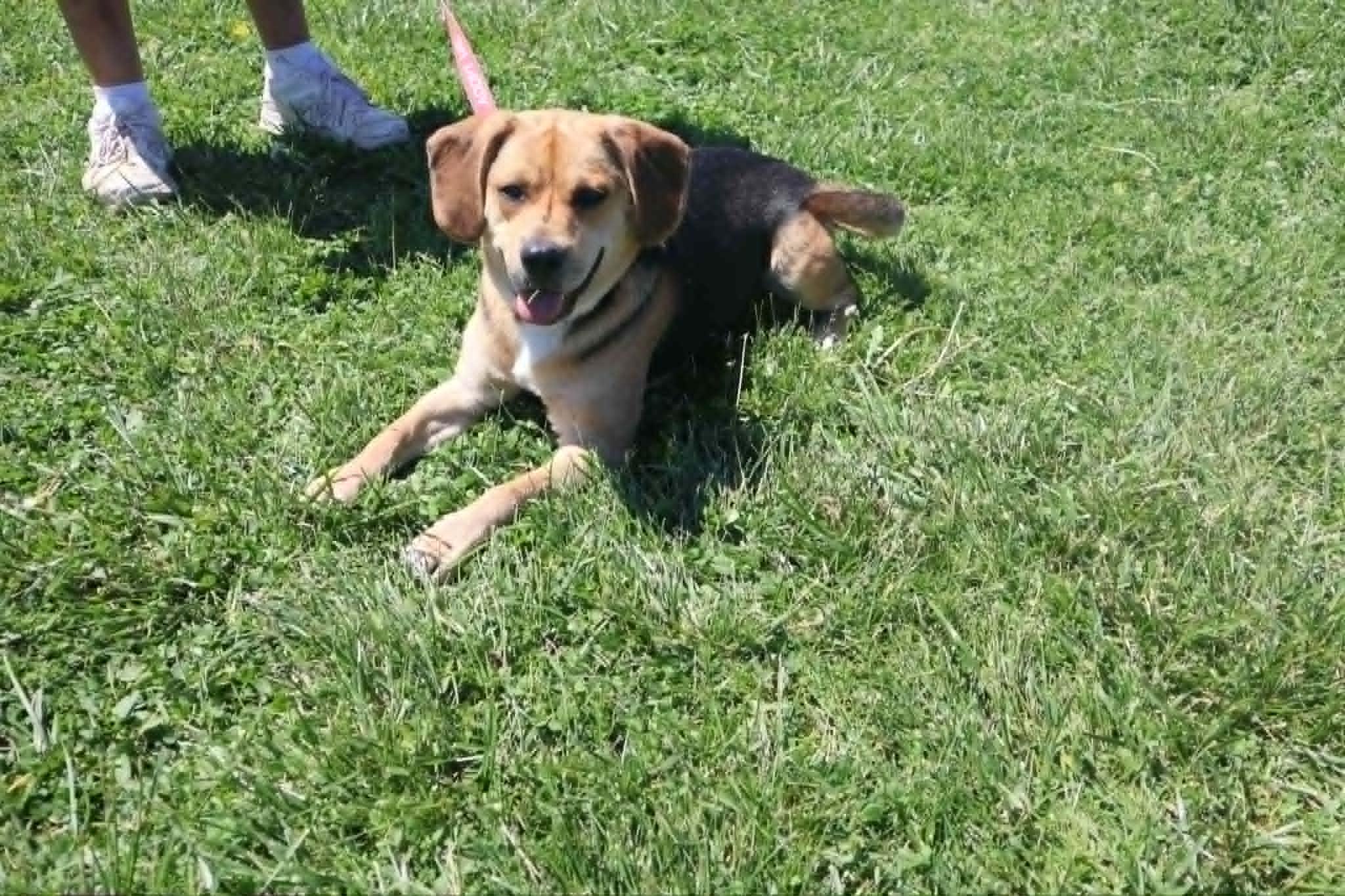 Enlarge Gomer - Paws Behind Bars Trained , a ADOPTABLE mixed breed in Goshen, KY image 1/3