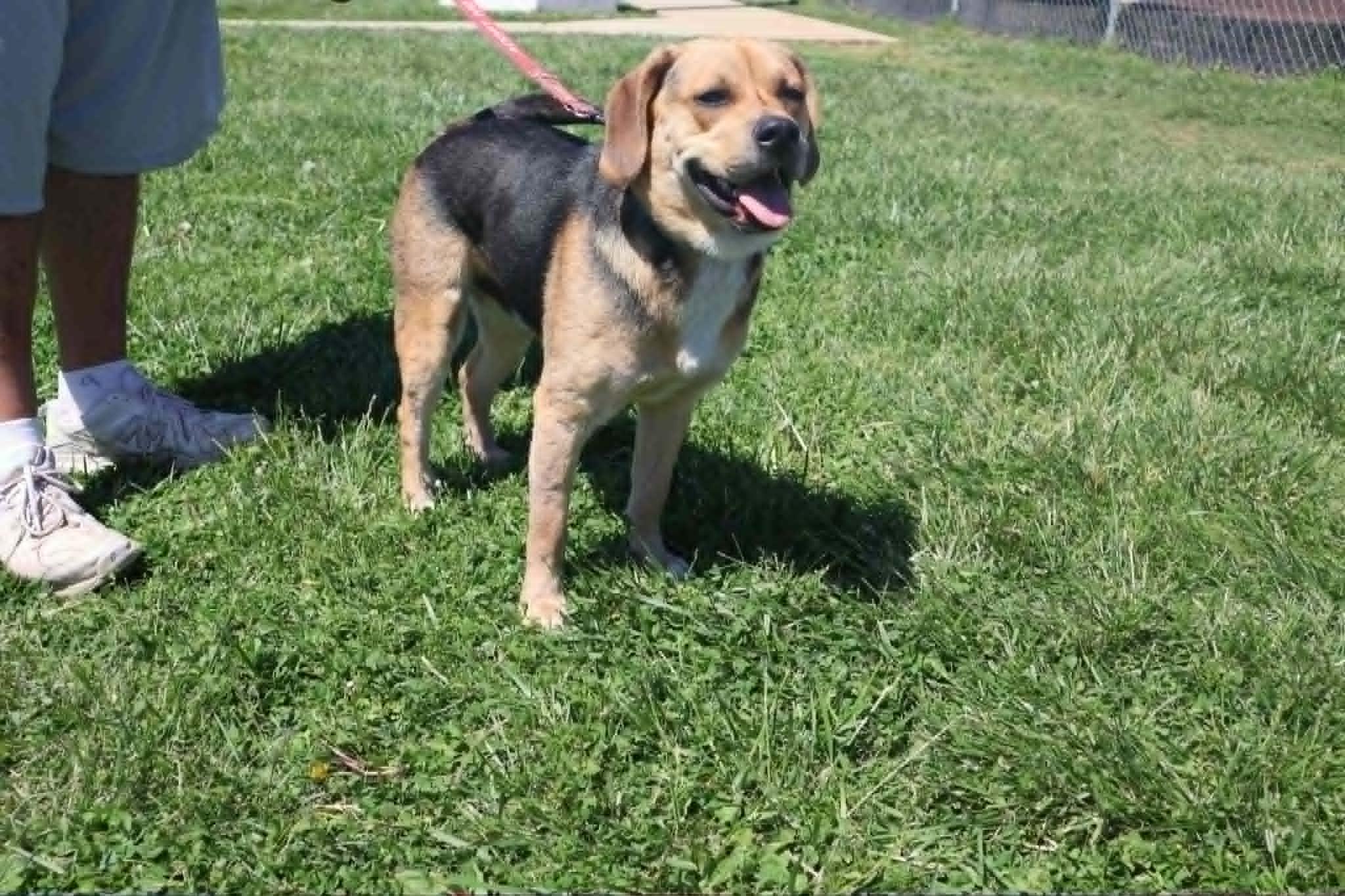 Enlarge Gomer - Paws Behind Bars Trained , a ADOPTABLE mixed breed in Goshen, KY image 3/3