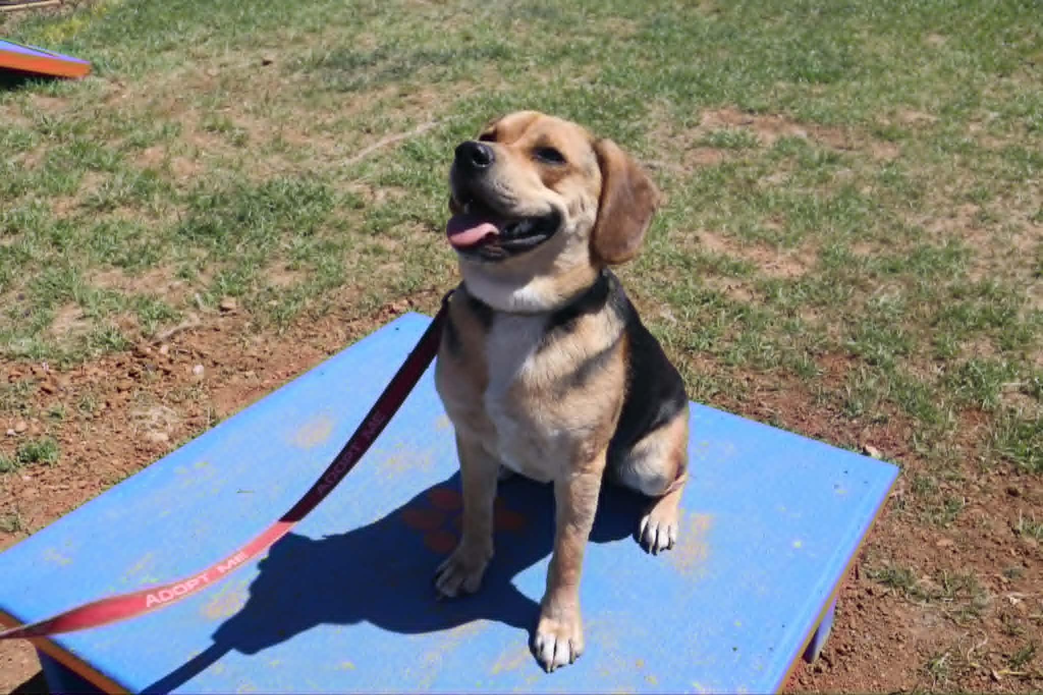 Enlarge Gomer - Paws Behind Bars Trained , a ADOPTABLE mixed breed in Goshen, KY image 2/3