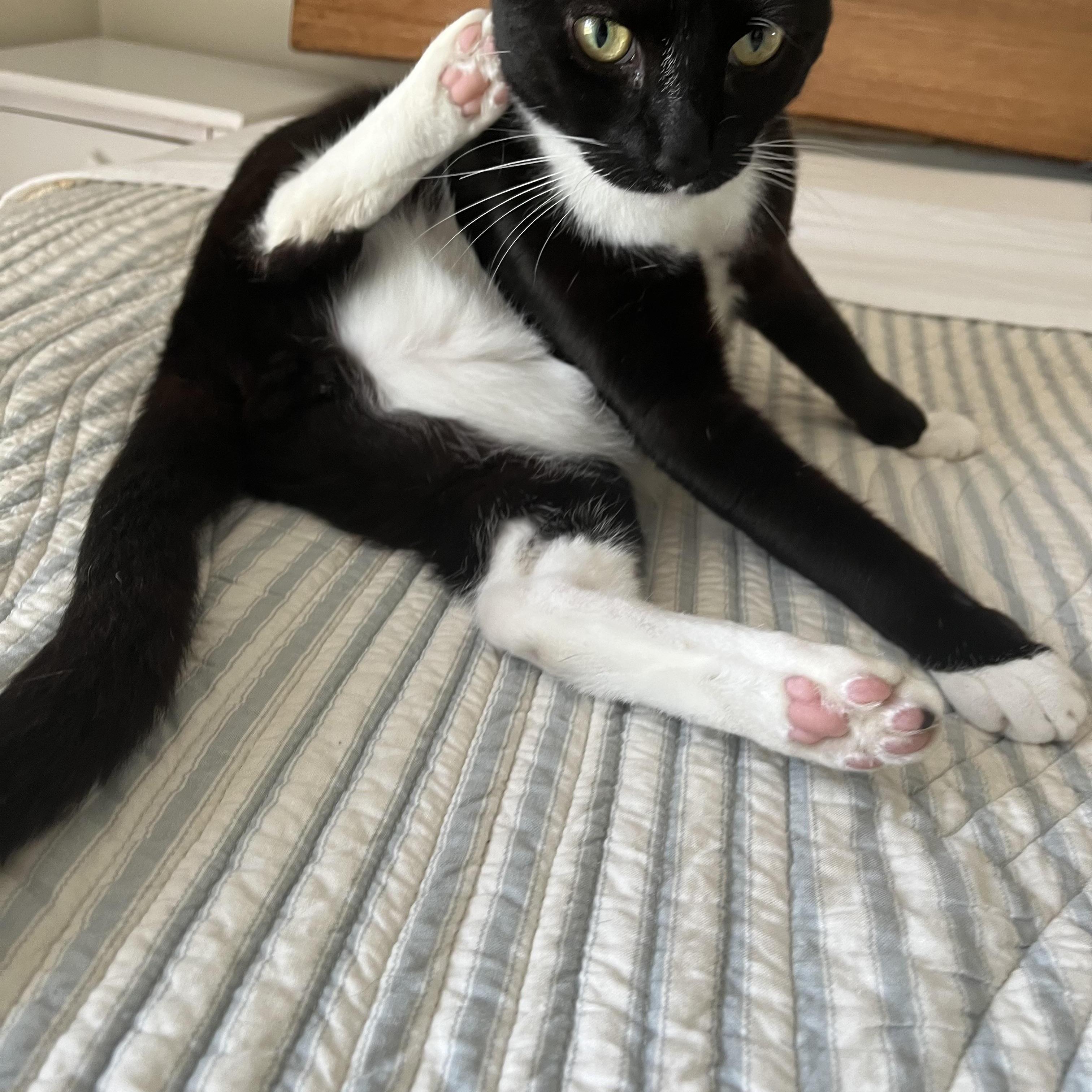 Enlarge Captain Darling - He’s that into you and in your lap, too!, a Adoptable Domestic Short Hair in Philadelphia, PA image 4/6