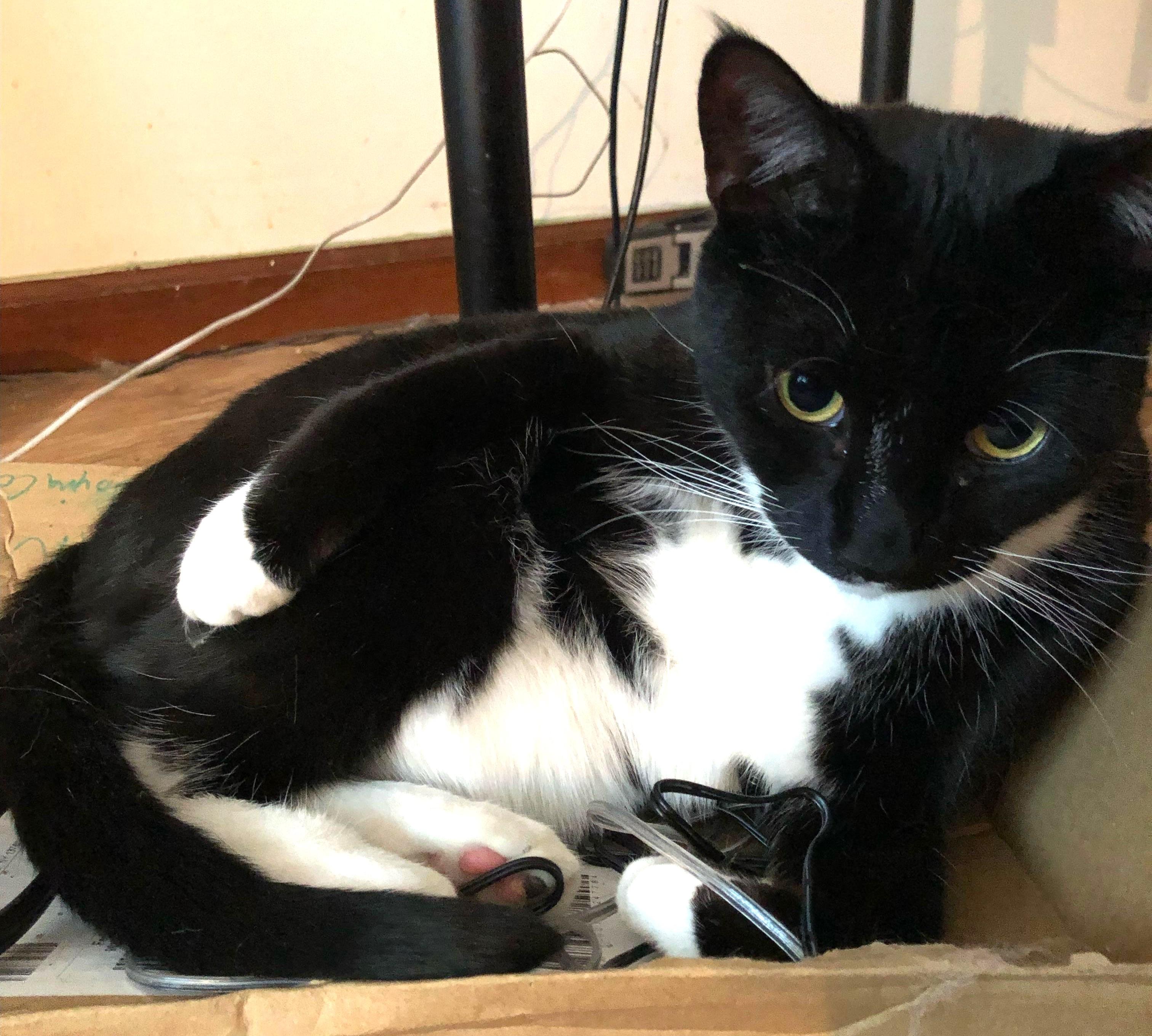 Enlarge Captain Darling - He’s that into you and in your lap, too!, a Adoptable Domestic Short Hair in Philadelphia, PA image 3/6