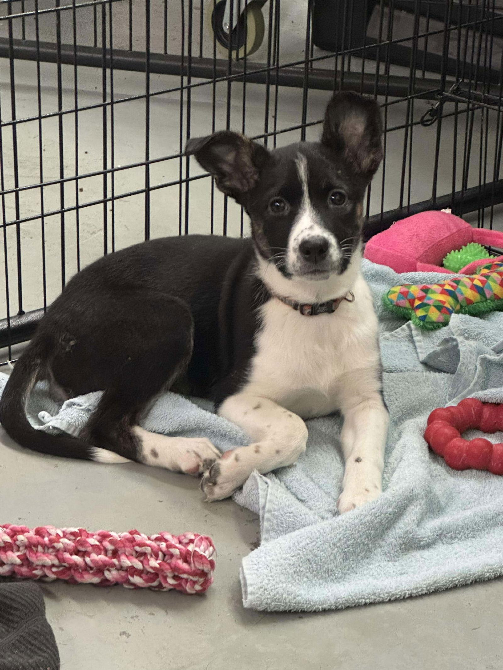 Valentina, Adoptable, Puppy Female Australian Shepherd & Spaniel.