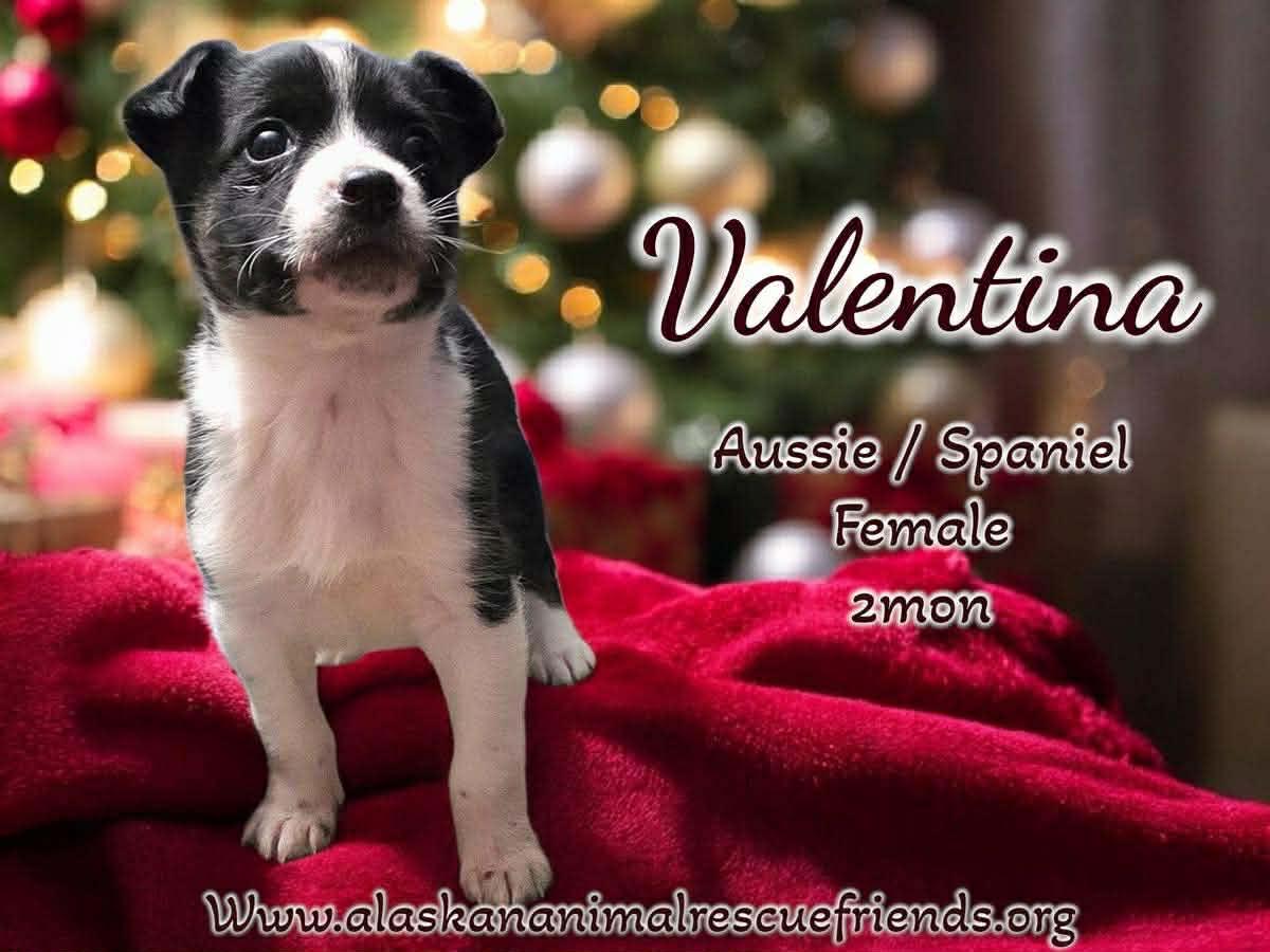Enlarge Spicy Litter - Valentina, a Adoptable mixed breed in Anchorage, AK image 1/1