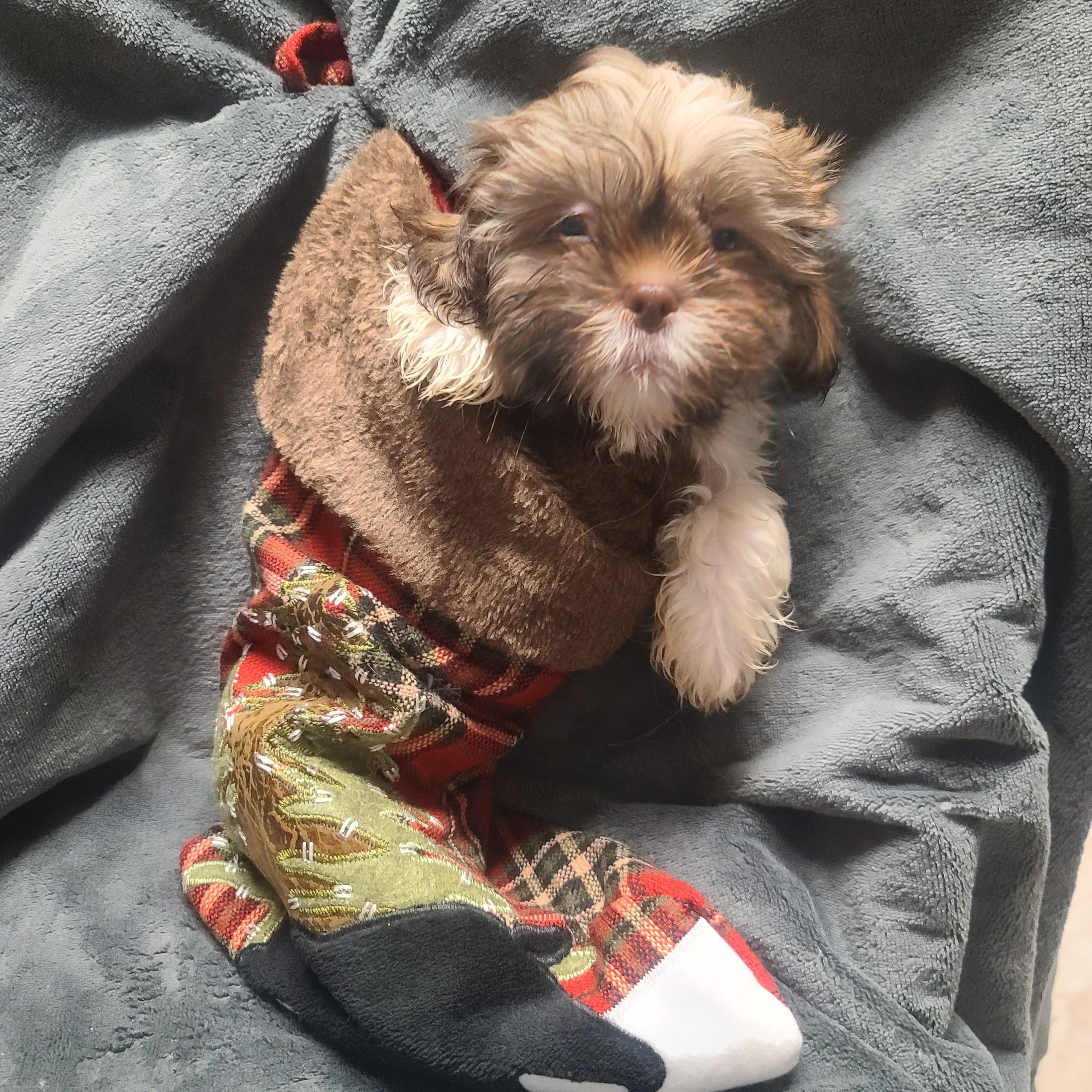 Spanky (Spotty's pup)