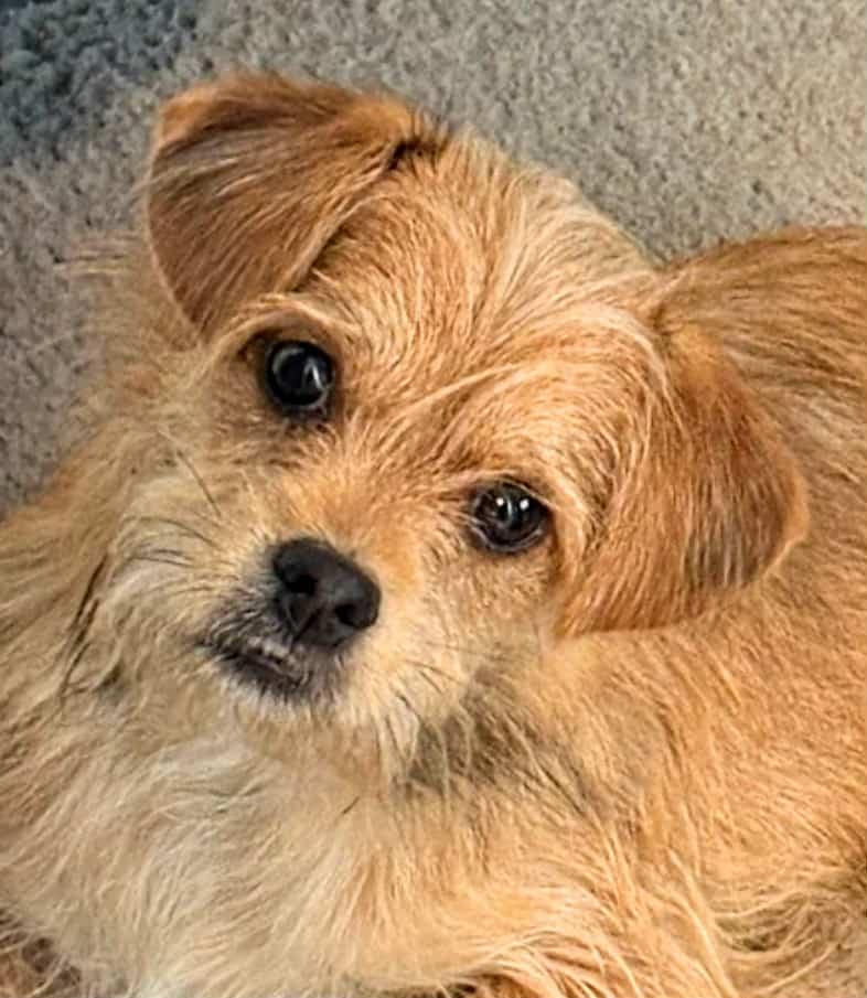 DODGER