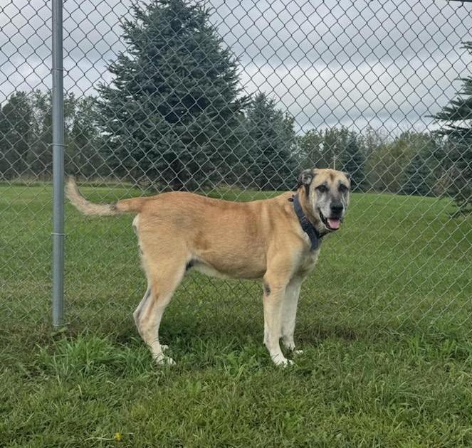 Enlarge King, a Adoptable Anatolian Shepherd in Angola, IN image 1/3