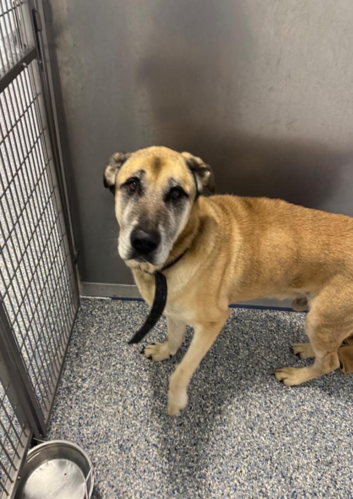 Enlarge King, a Adoptable Anatolian Shepherd in Angola, IN image 2/3