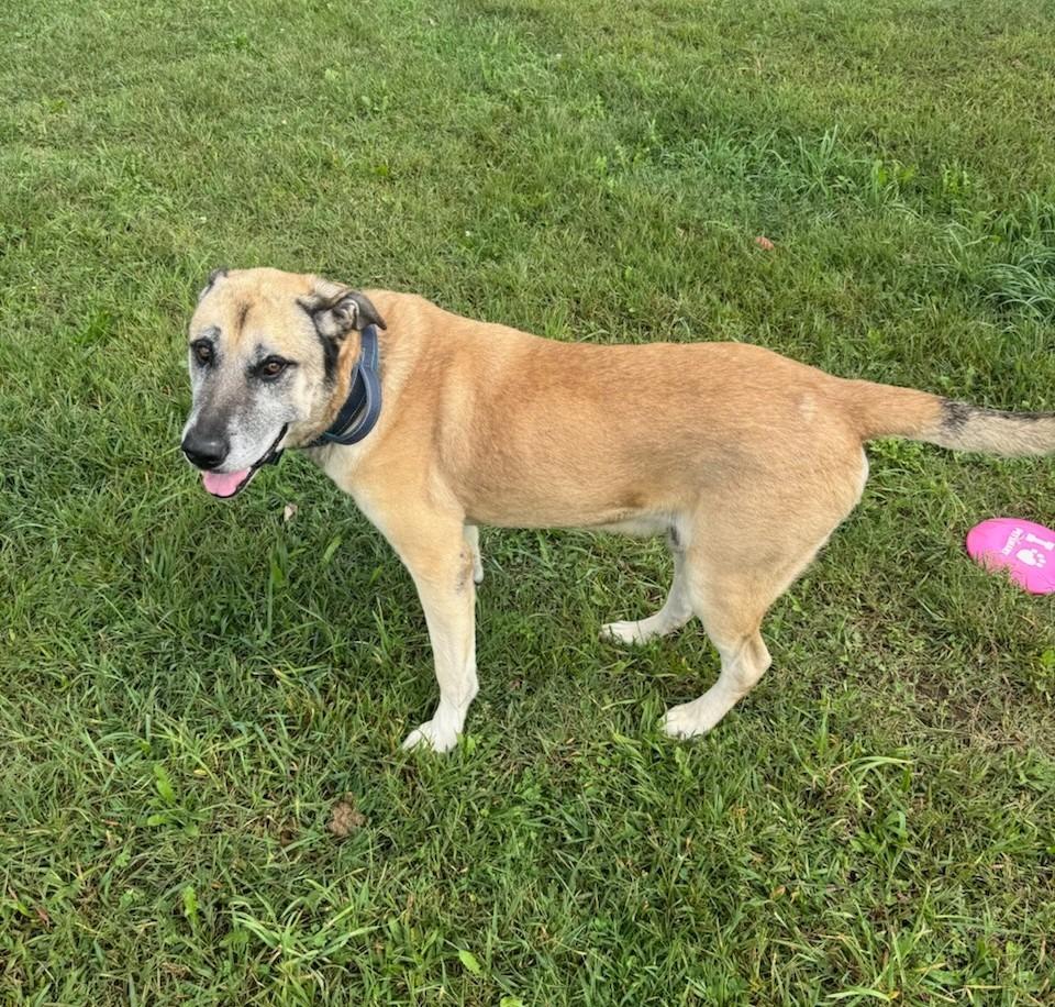 Enlarge King, a Adoptable Anatolian Shepherd in Angola, IN image 3/3