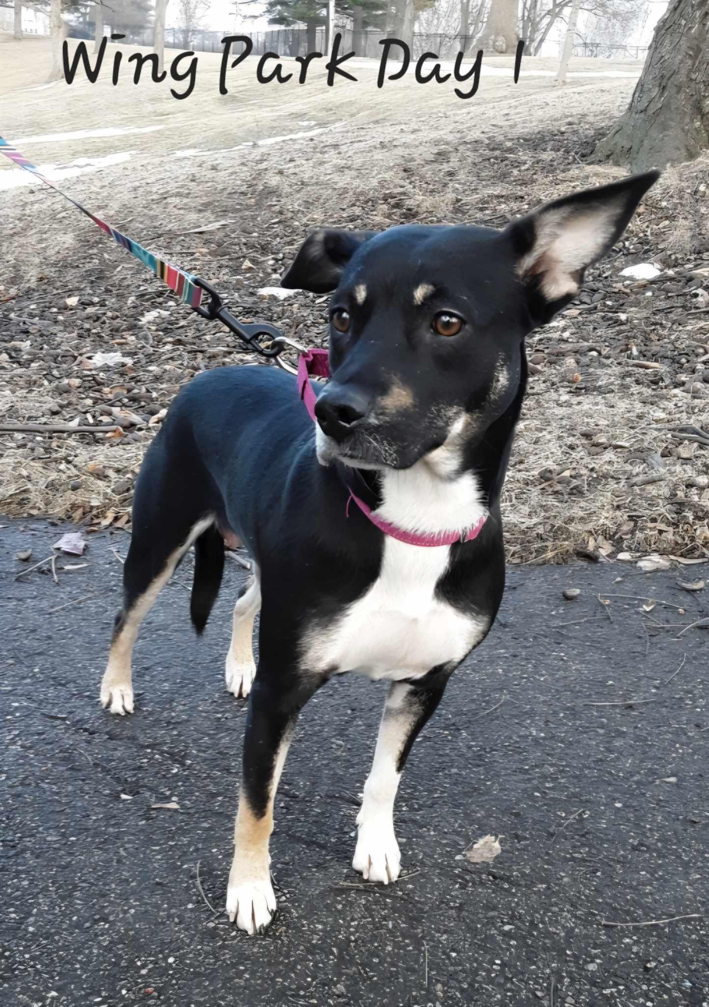 ZURI, Adoptable, Young Female Hound & Labrador Retriever.