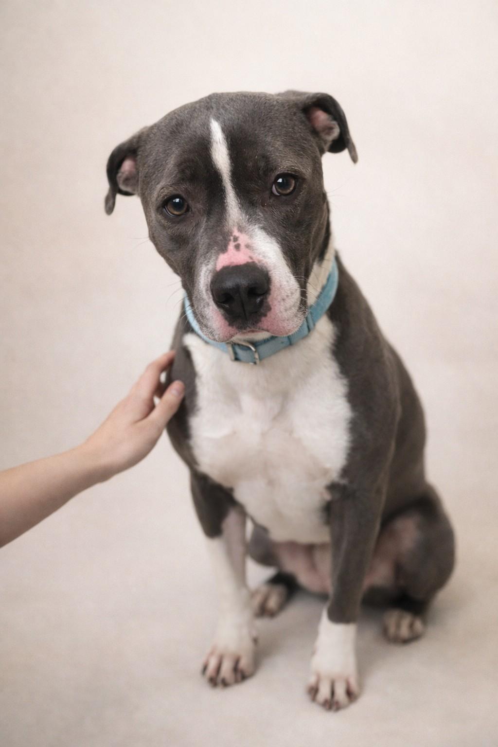 Enlarge Ruffles, a ADOPTABLE mixed breed in Corona Del Mar, CA image 3/3