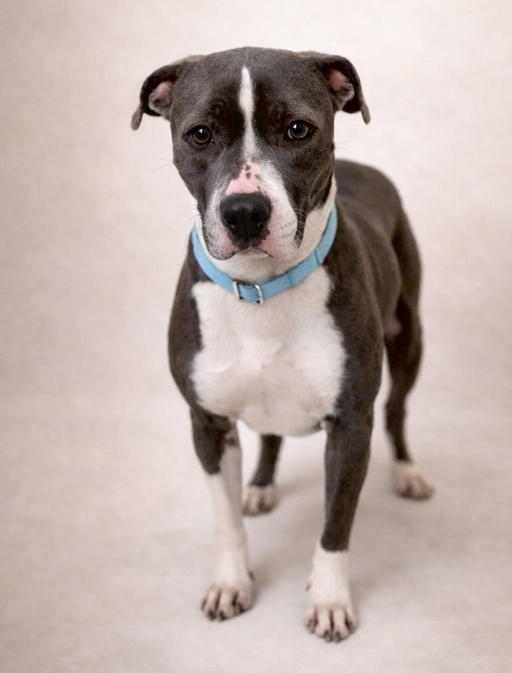 Enlarge Ruffles, a ADOPTABLE mixed breed in Corona Del Mar, CA image 2/3