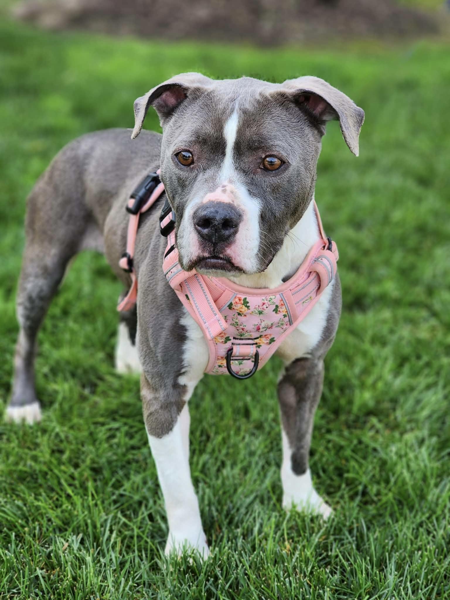 Ruffles, ADOPTABLE, Adult Female Staffordshire Bull Terrier & American Staffordshire Terrier.