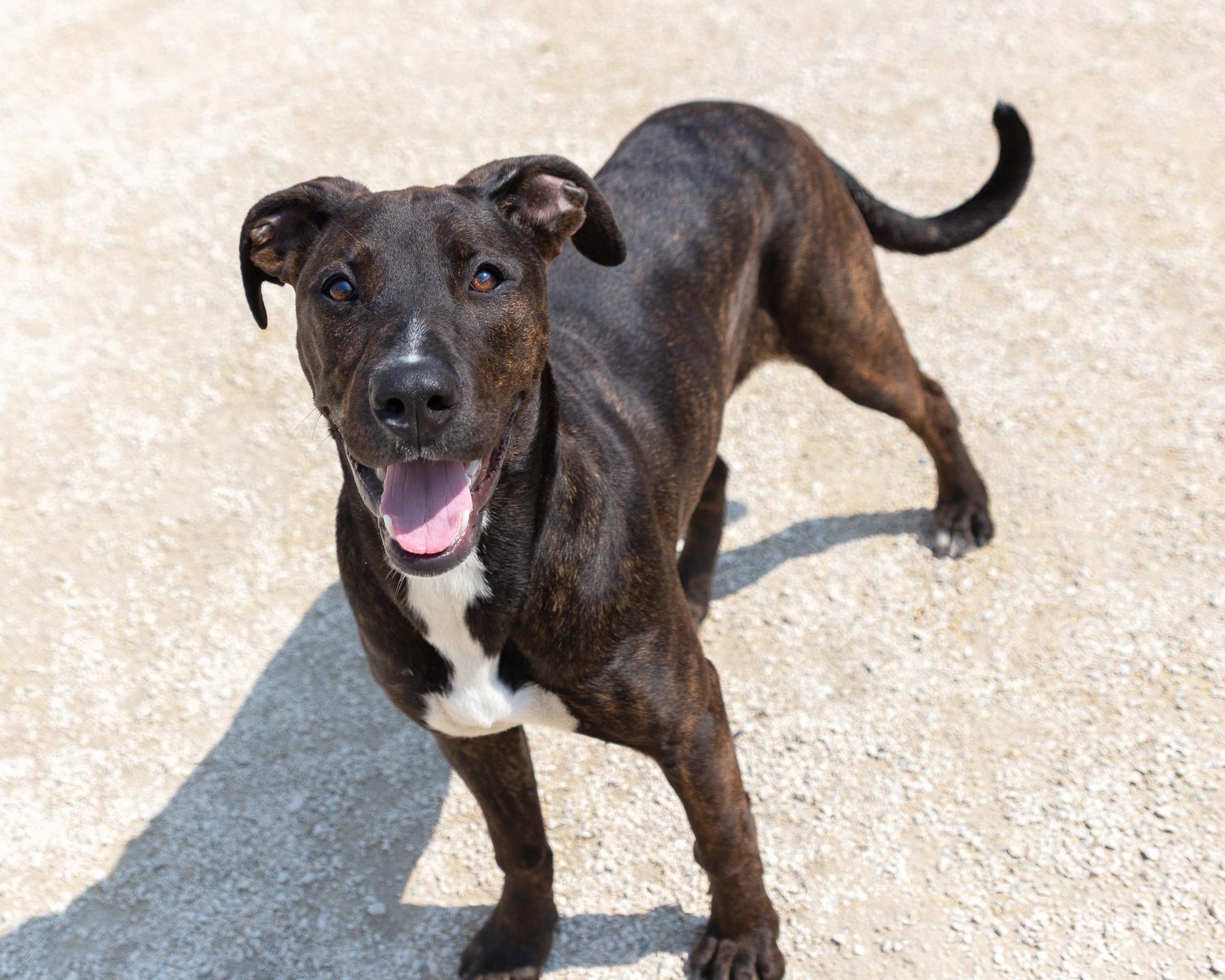 Zelda, an adoptable Black Labrador Retriever, Boxer in Winnipeg, MB, R3E 3N8 | Photo Image 2