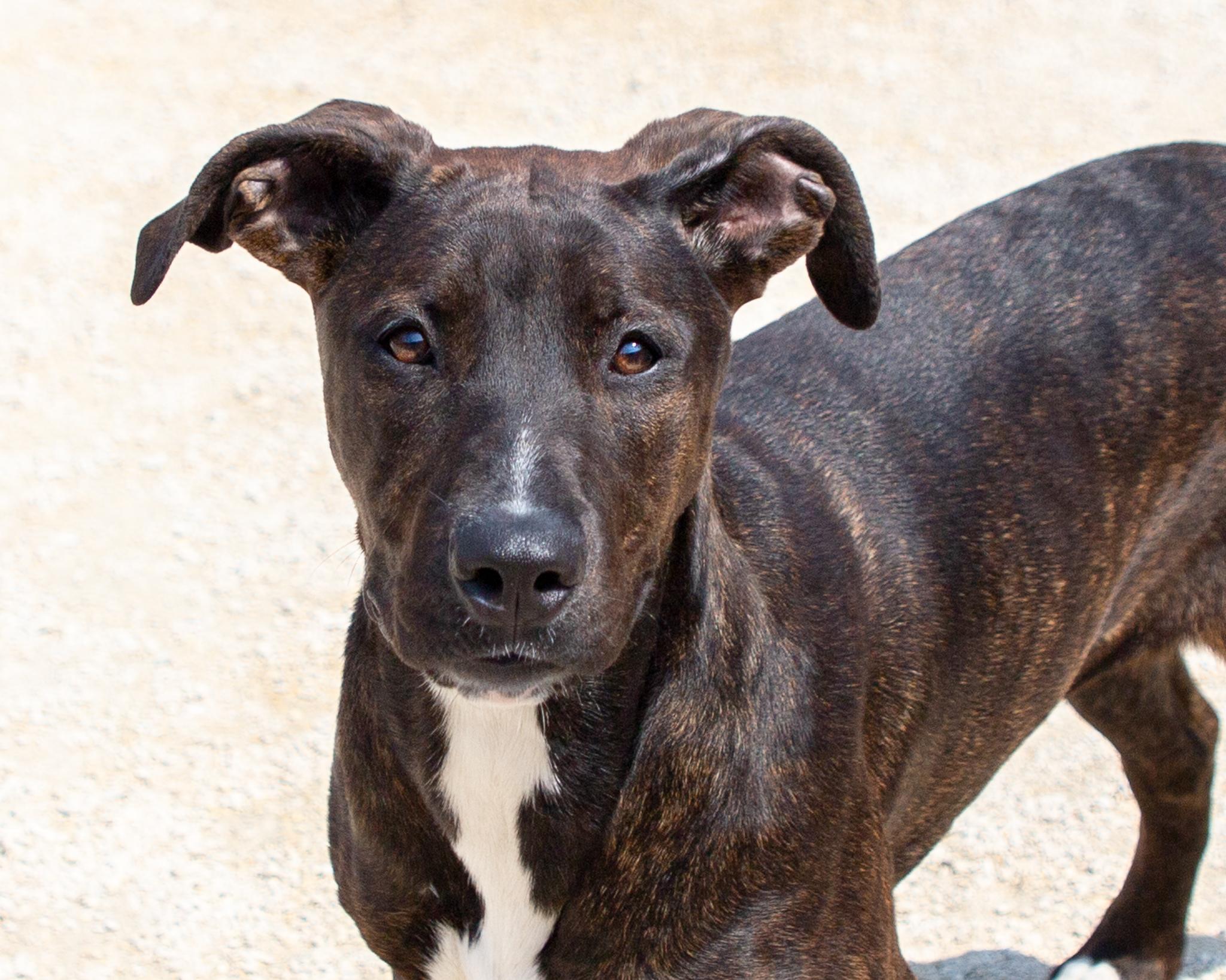 Zelda, an adoptable Black Labrador Retriever, Boxer in Winnipeg, MB, R3E 3N8 | Photo Image 1
