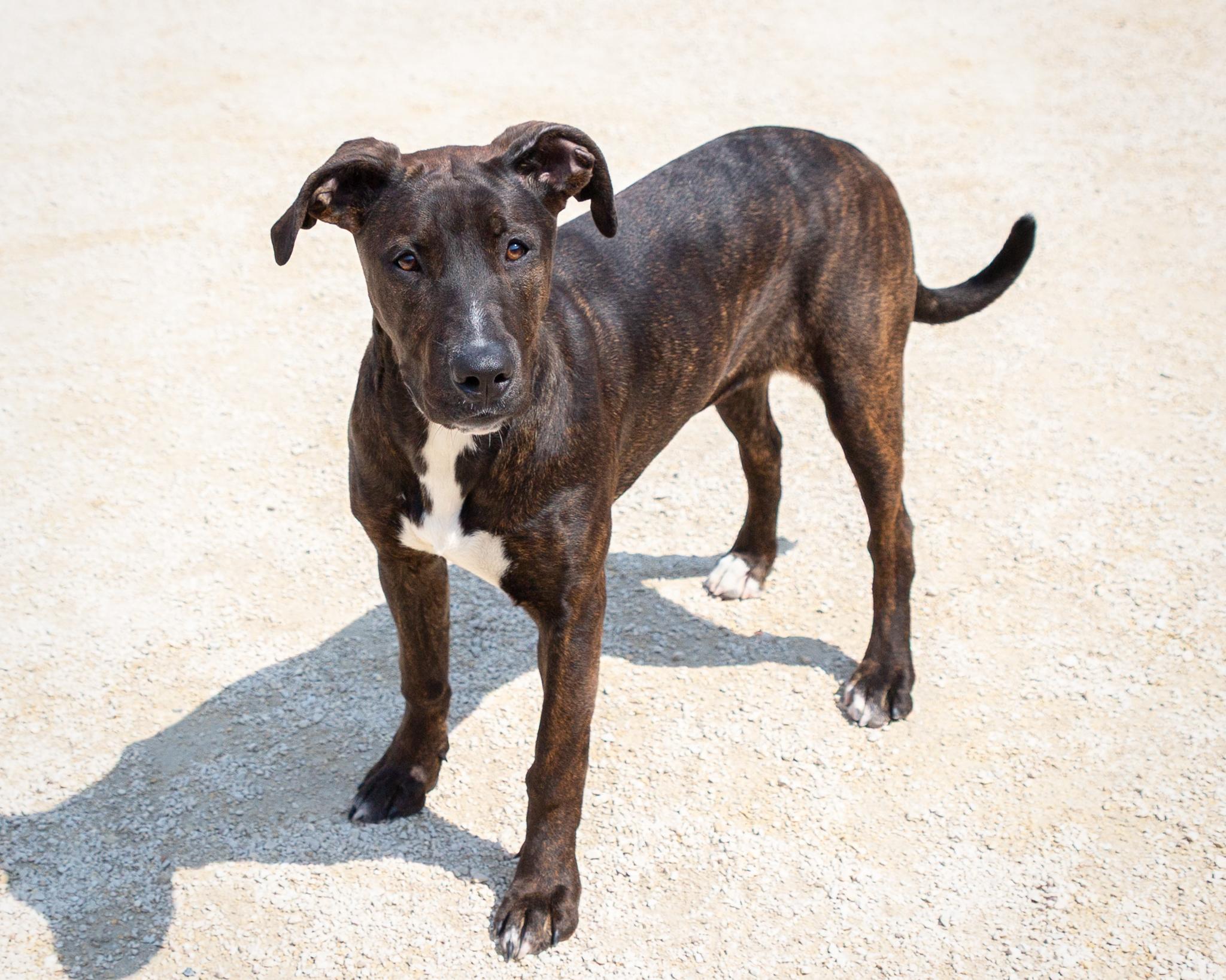 Zelda, an adoptable Black Labrador Retriever, Boxer in Winnipeg, MB, R3E 3N8 | Photo Image 3