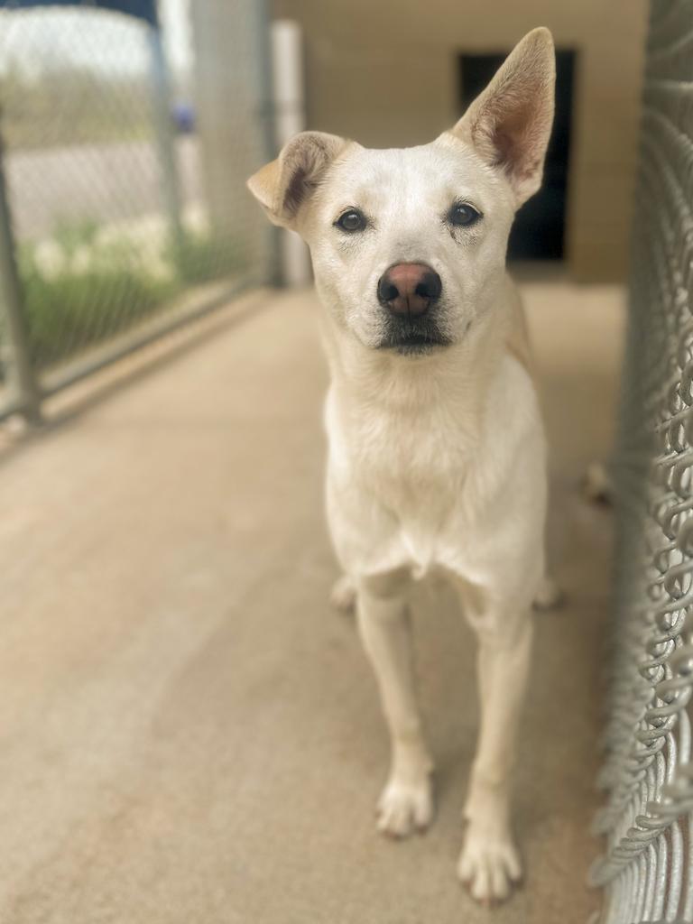 Enlarge Asa, a Adoptable Husky in Springfield, TN image 1/2