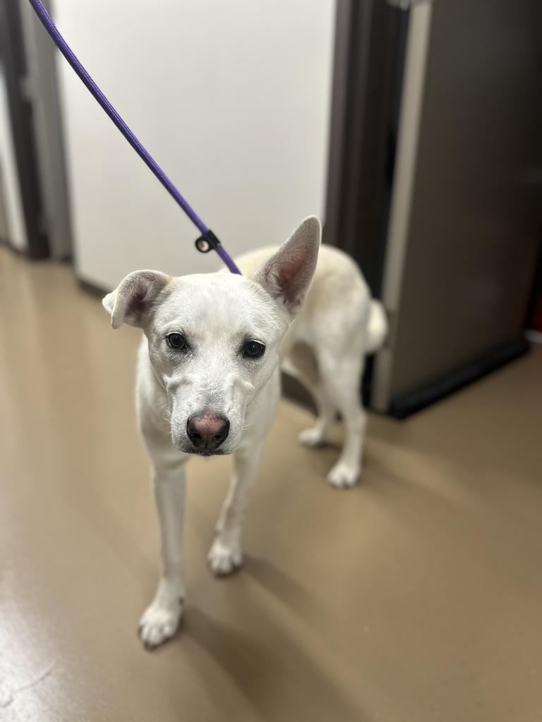 Enlarge Asa, a Adoptable Husky in Springfield, TN image 2/2