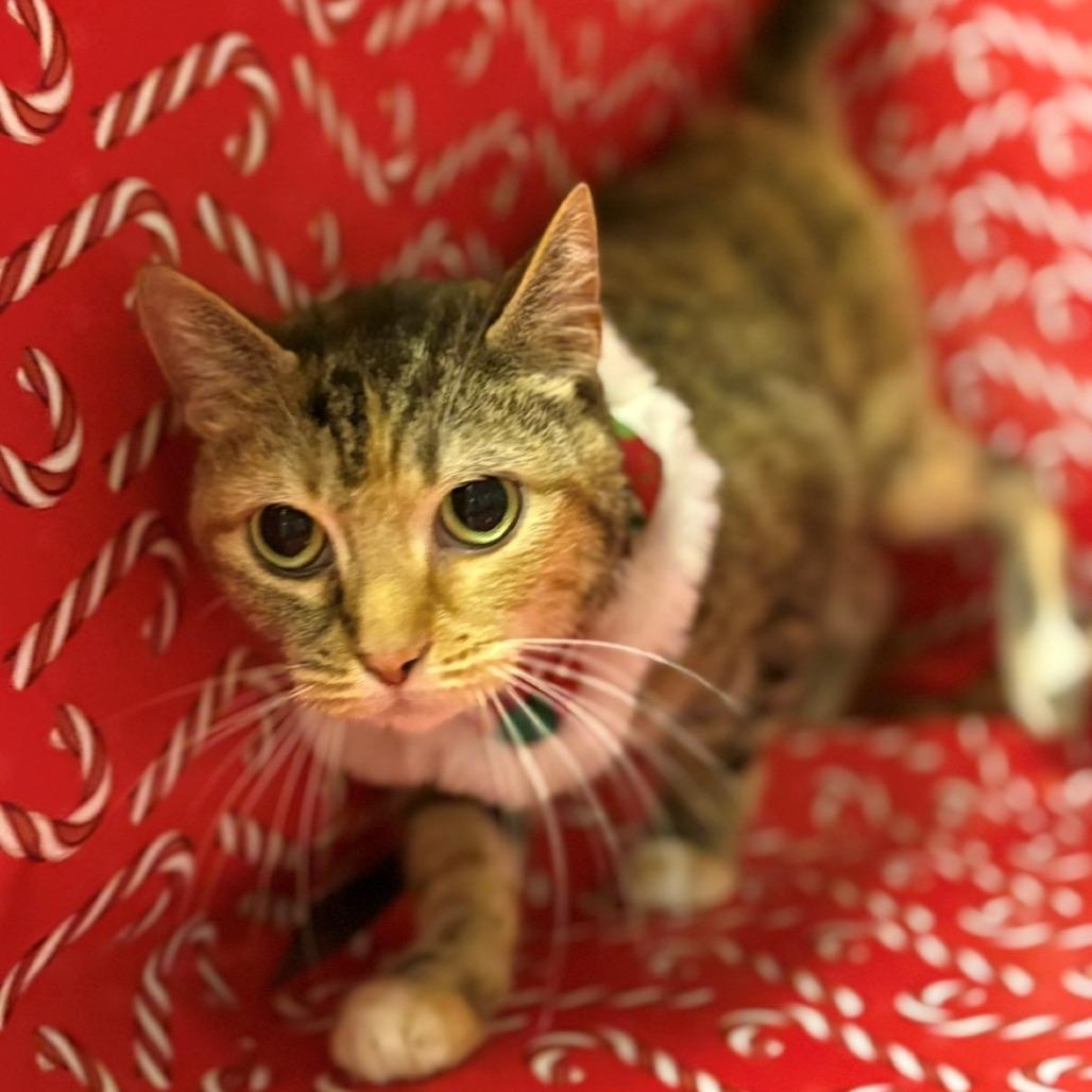 Enlarge Fifi, a Adoptable Domestic Short Hair in Chehalis, WA image 1/1