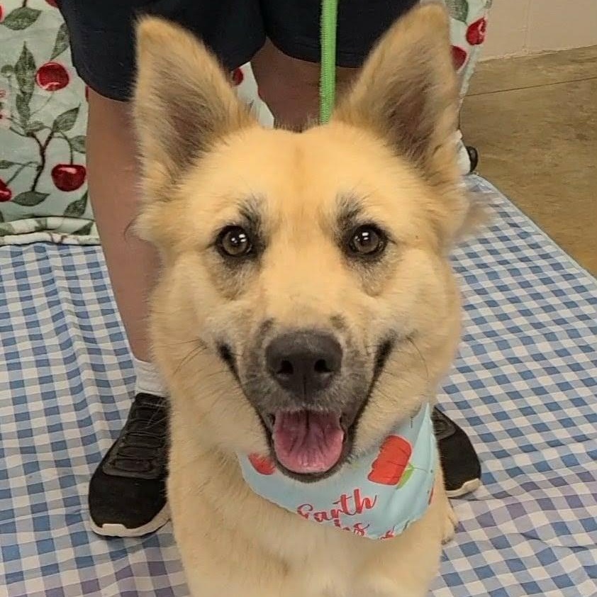 Enlarge Maple, a Adoptable mixed breed in Woolwich, ME image 4/5