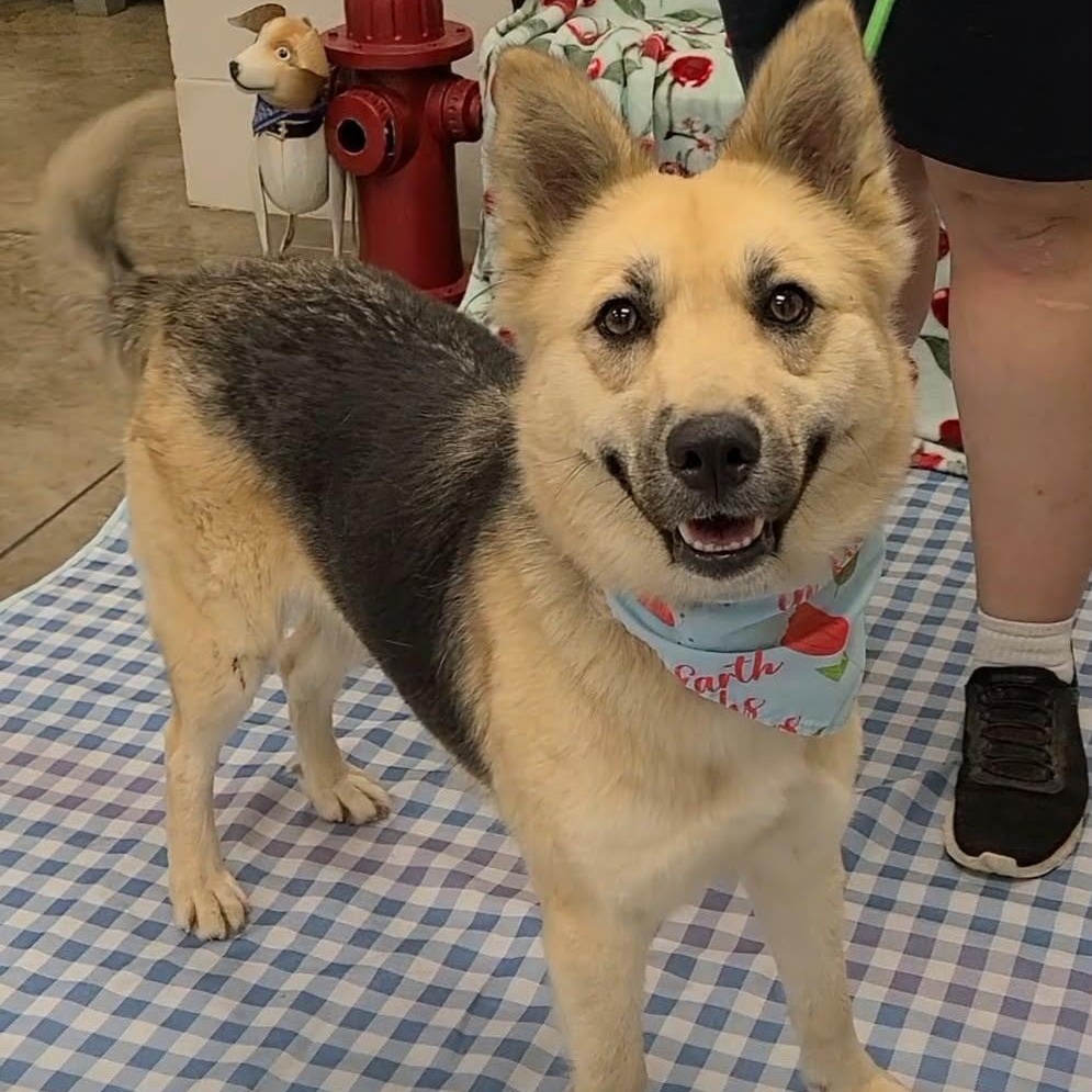 Maple, Adoptable, Adult Female German Shepherd Dog.