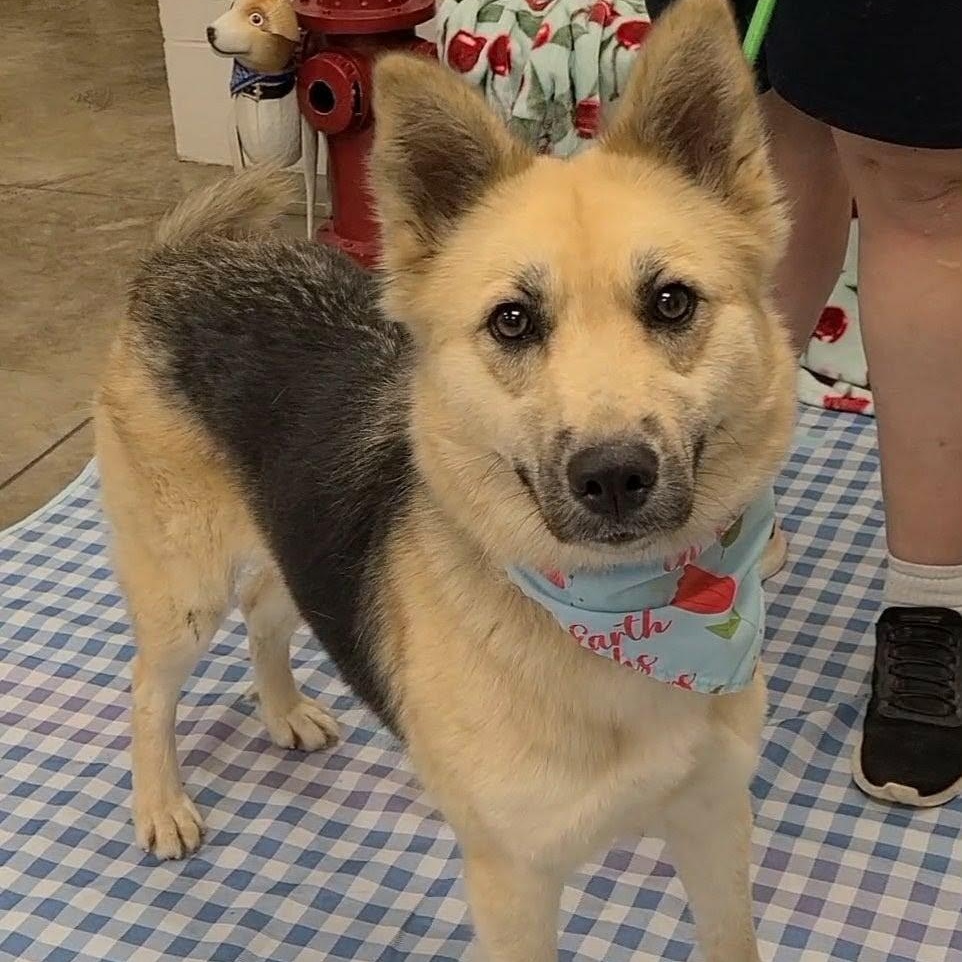 Enlarge Maple, a Adoptable mixed breed in Woolwich, ME image 2/5