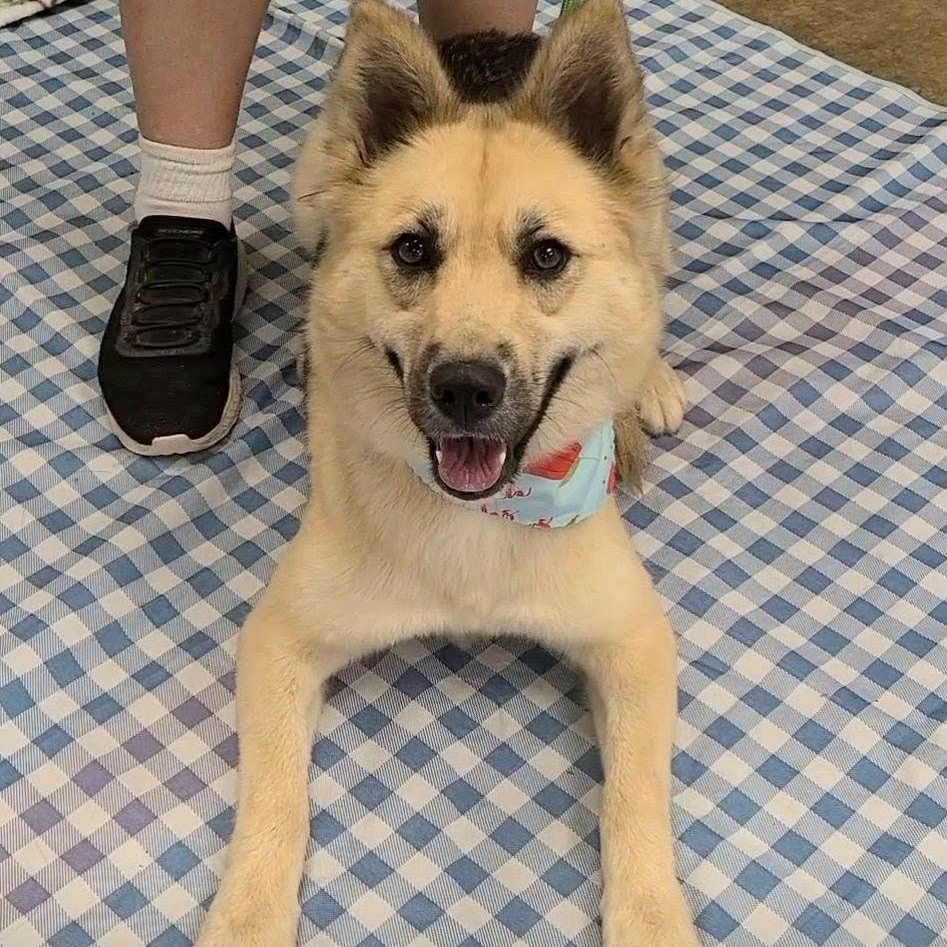 Enlarge Maple, a Adoptable mixed breed in Woolwich, ME image 3/5