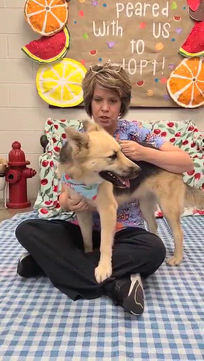 Enlarge Maple, a Adoptable mixed breed in Woolwich, ME video 5/5