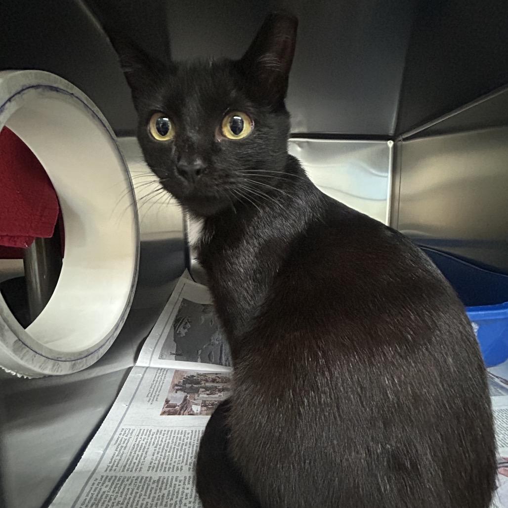 Captain Hook, Adoptable, Young Male Domestic Short Hair.