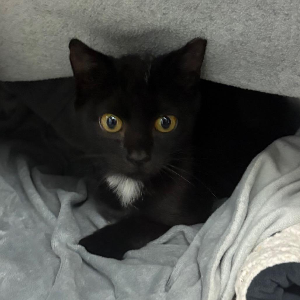 Captain Hook, Adoptable, Young Male Domestic Short Hair.