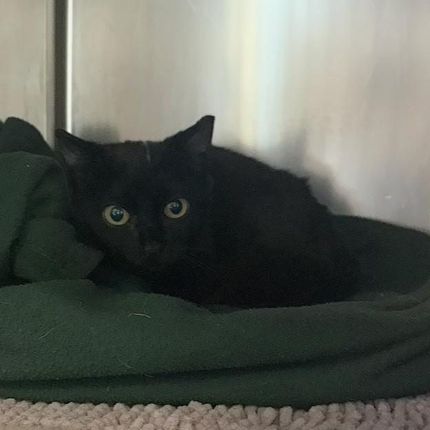 Captain Hook, a Adoptable Domestic Short Hair in Charlottesville, VA image 2/4