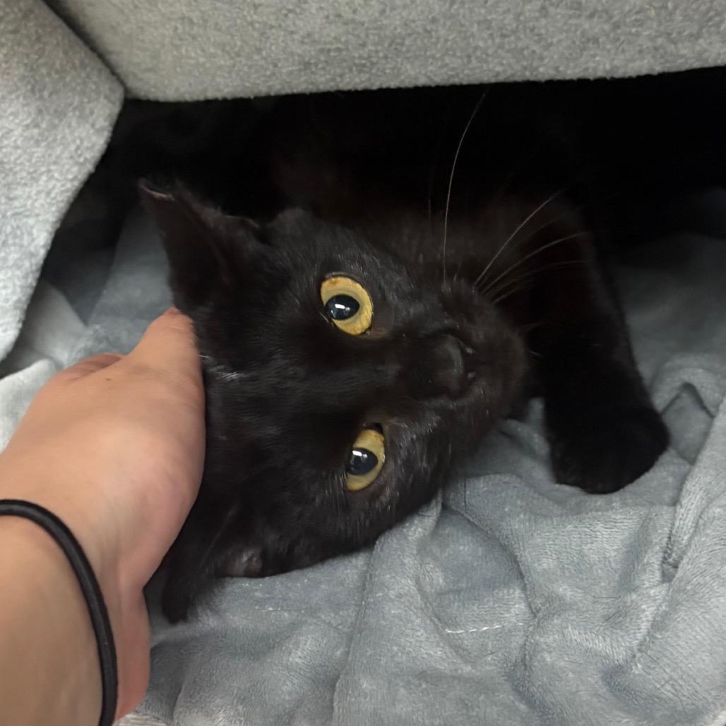 Captain Hook, a Adoptable Domestic Short Hair in Charlottesville, VA image 3/4