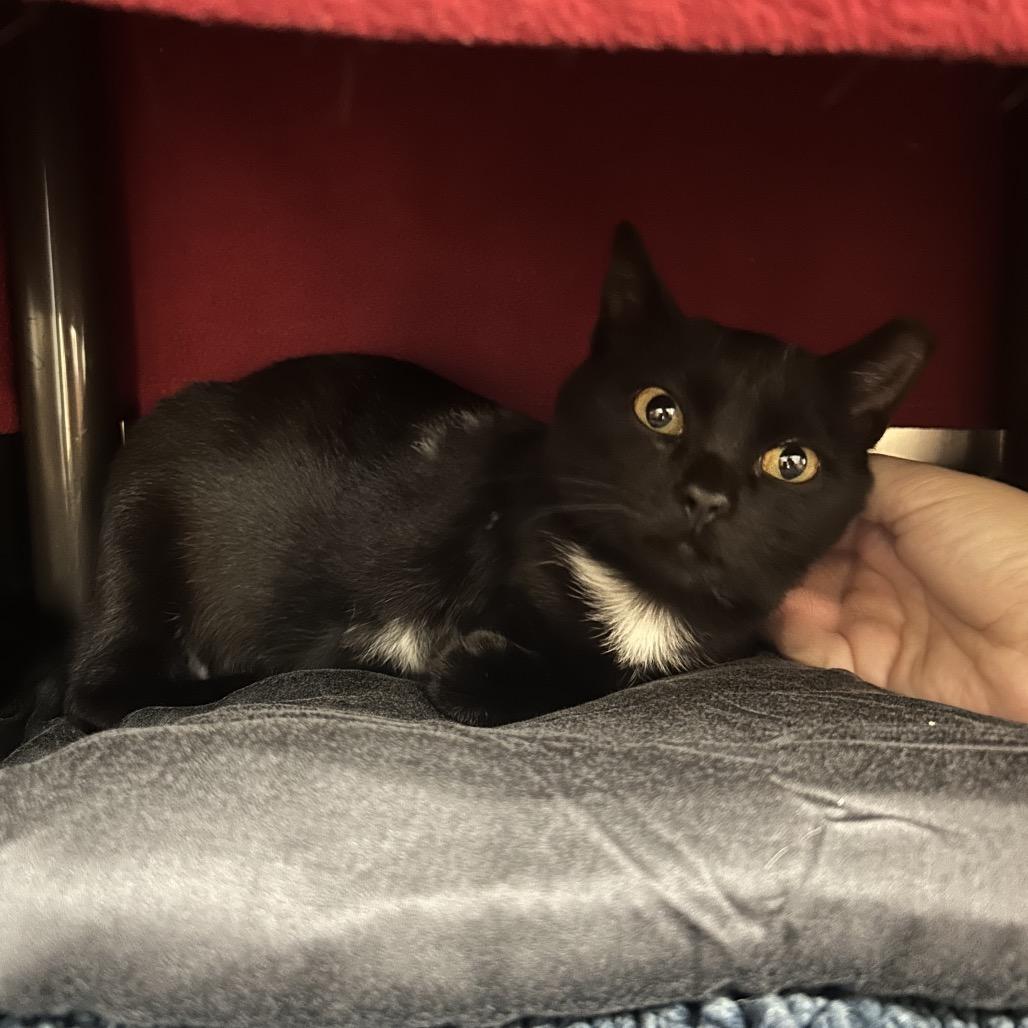 Captain Hook, a Adoptable Domestic Short Hair in Charlottesville, VA image 4/6