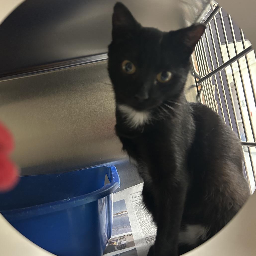 Captain Hook, a Adoptable Domestic Short Hair in Charlottesville, VA image 5/6