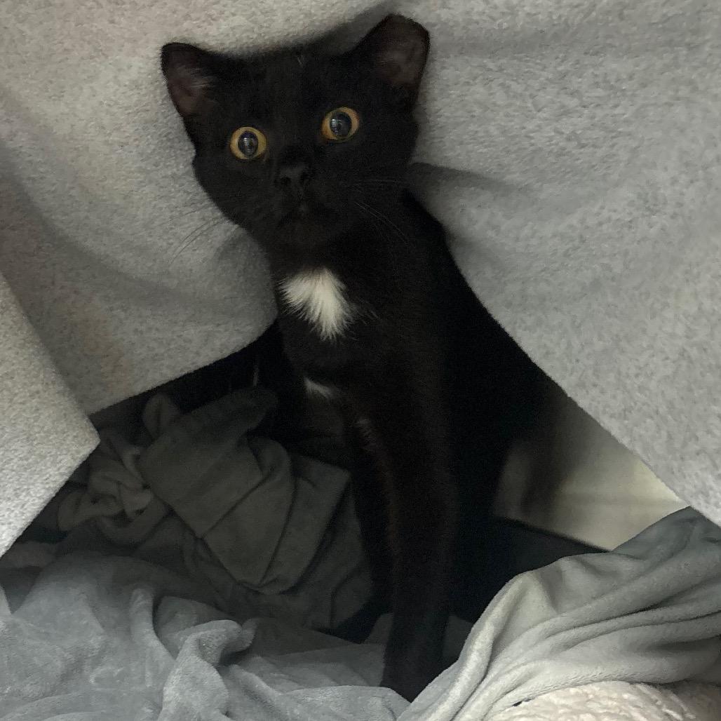 Captain Hook, a Adoptable Domestic Short Hair in Charlottesville, VA image 4/4