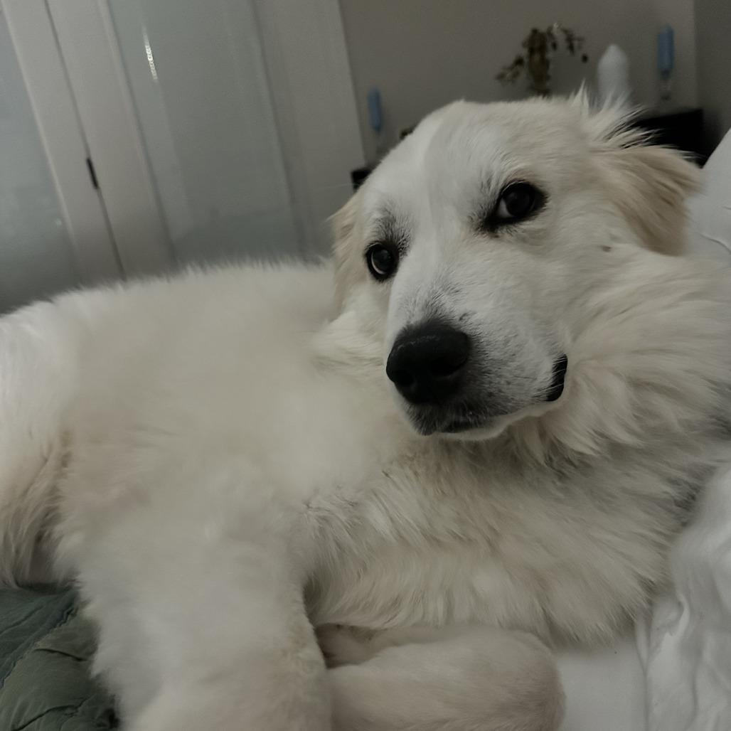 Samantha, Adoptable, Adult Female Great Pyrenees.
