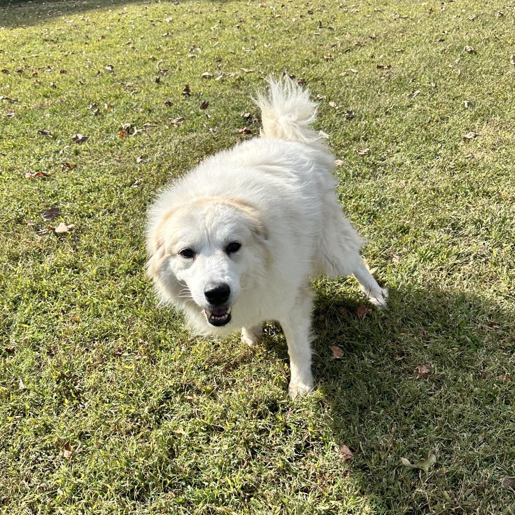 Enlarge Samantha, a Adoptable Great Pyrenees in Columbus, GA image 2/3