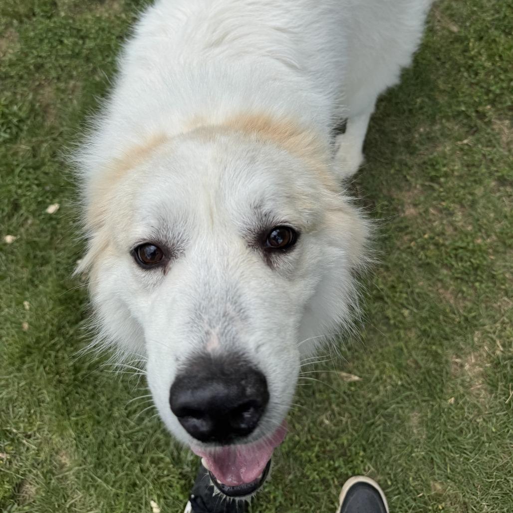 Enlarge Samantha, a Adoptable Great Pyrenees in Columbus, GA image 3/3