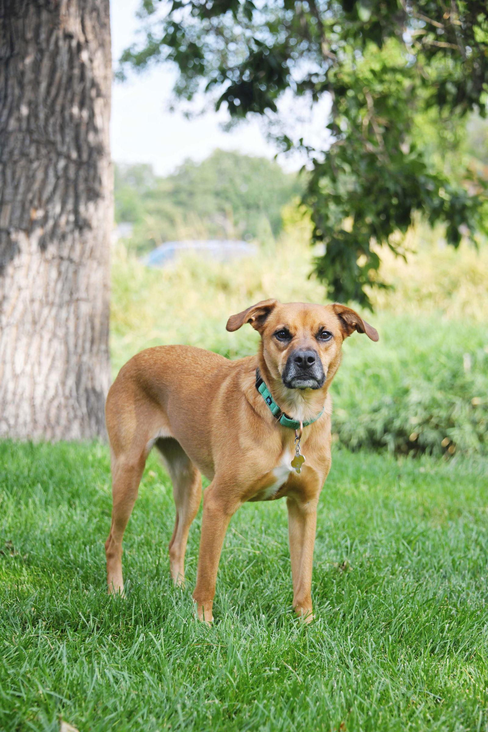 Rae, a Adoptable Labrador Retriever in Salt Lake City, UT image 1/3