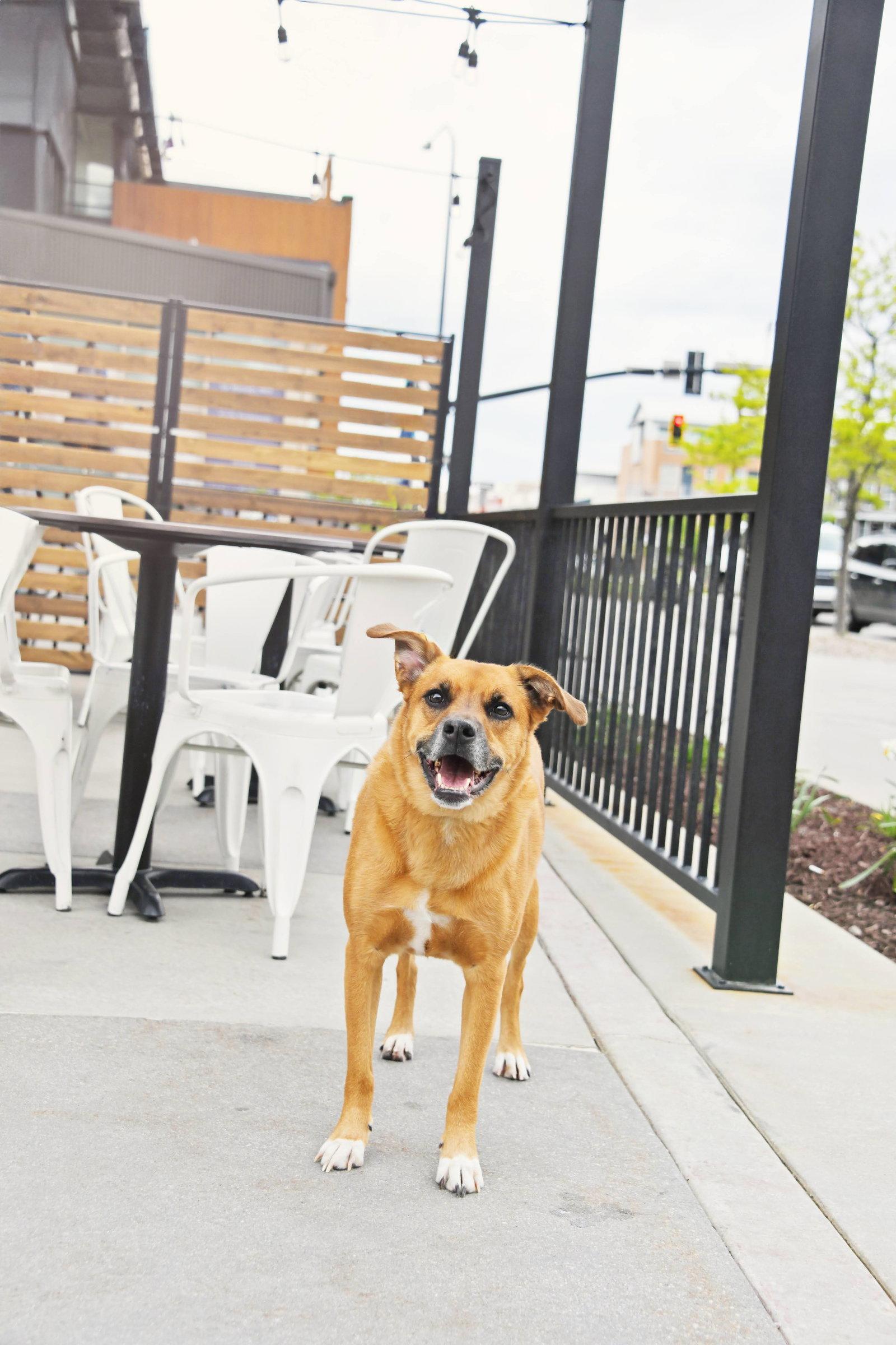 Enlarge Rae, a Adoptable Labrador Retriever in Salt Lake City, UT image 1/3