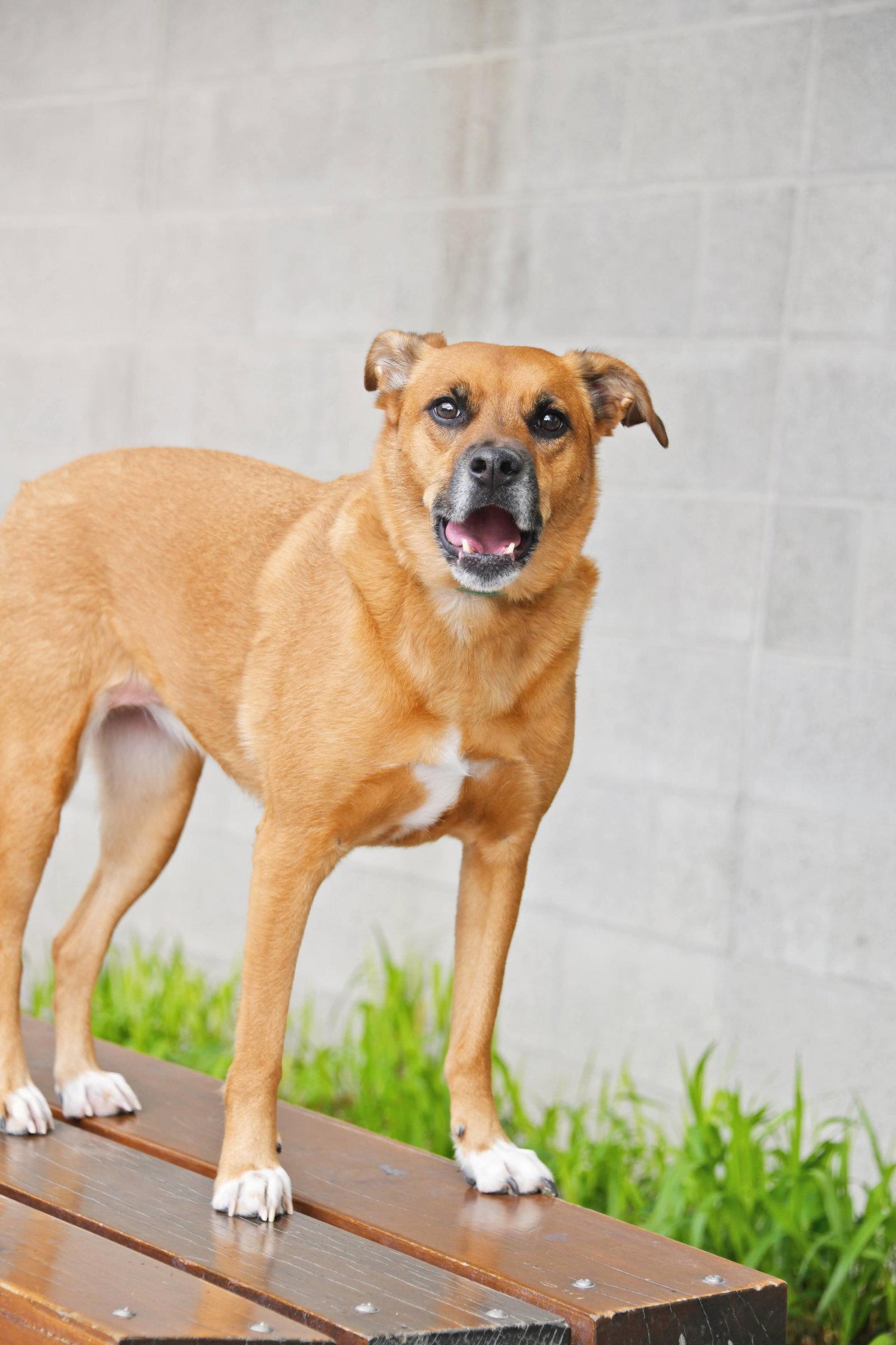 Enlarge Rae, a Adoptable Labrador Retriever in Salt Lake City, UT image 2/3