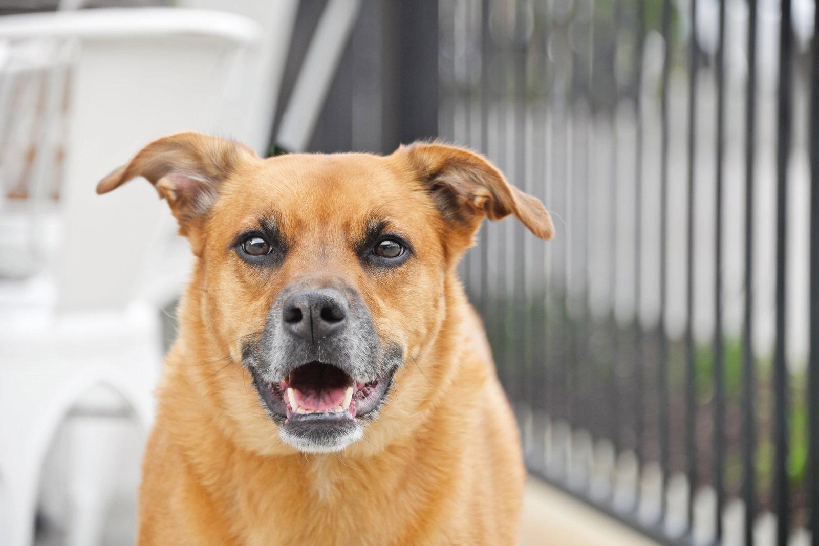 Enlarge Rae, a Adoptable Labrador Retriever in Salt Lake City, UT image 3/3