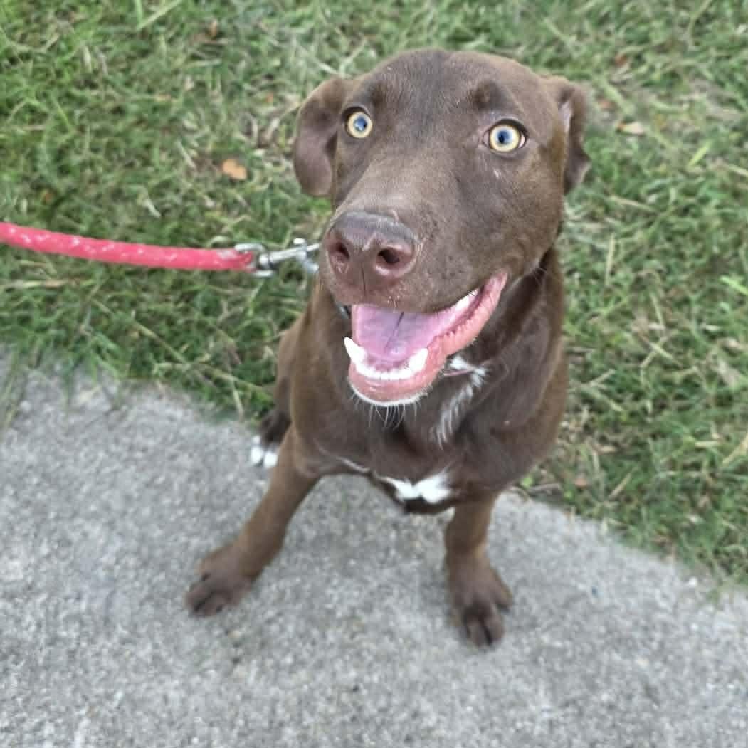 Enlarge Buckey, a ADOPTABLE mixed breed in Bensalem, PA image 3/6