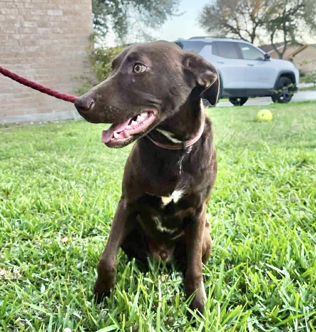 Enlarge Buckey, a ADOPTABLE mixed breed in Bensalem, PA image 5/6