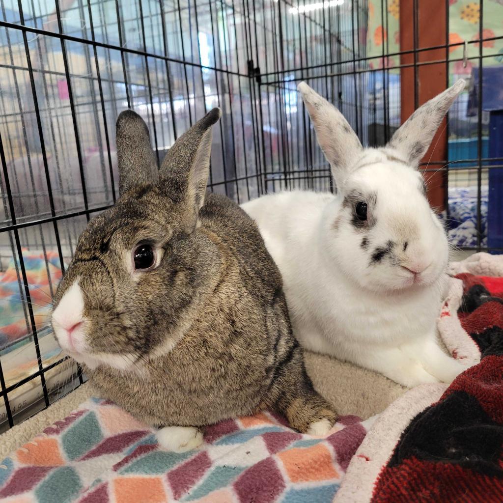 Bowie (bonded to Pippa), Adoptable, Senior Male Dutch & Rabbit, DomesticMix.