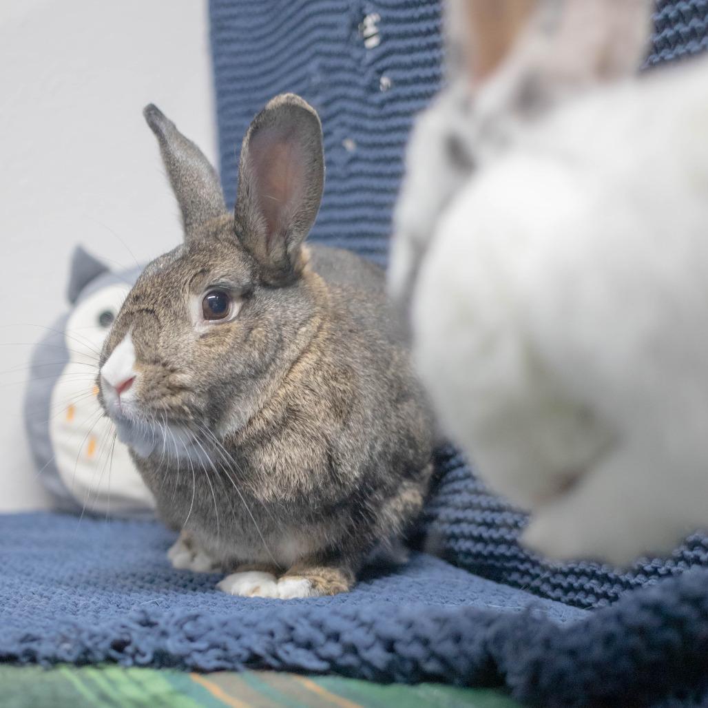 Enlarge Bowie (bonded to Pippa), a Adoptable mixed breed in San Diego, CA image 2/6