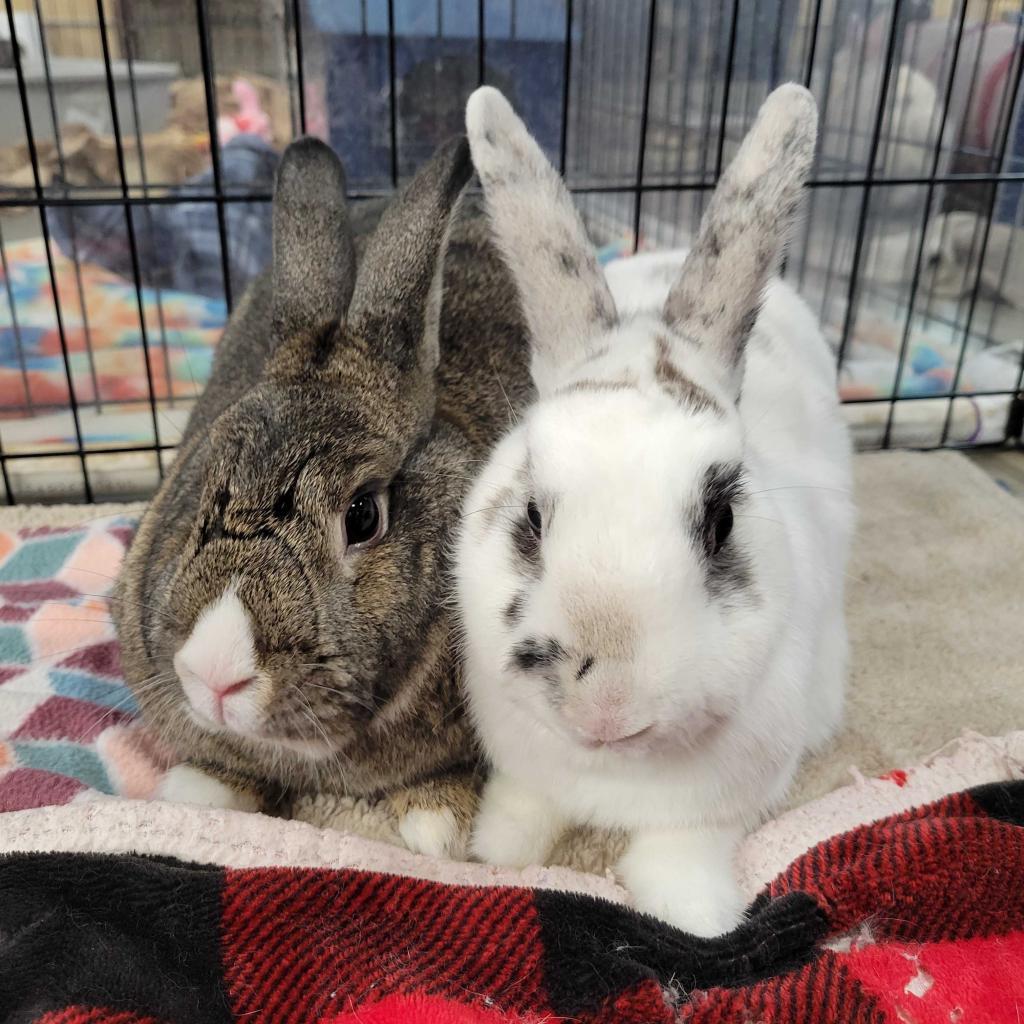 Enlarge Bowie (bonded to Pippa), a Adoptable mixed breed in San Diego, CA image 3/6