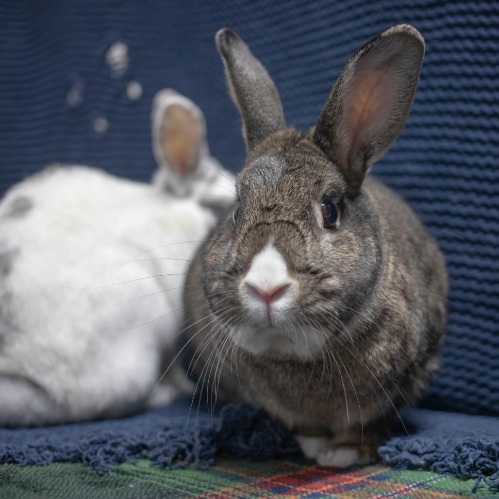 Enlarge Bowie (bonded to Pippa), a Adoptable mixed breed in San Diego, CA image 5/6