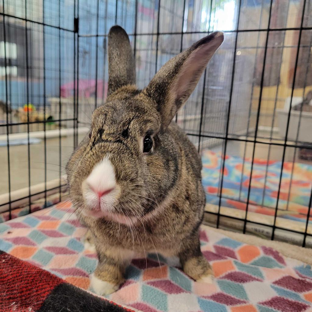 Enlarge Bowie (bonded to Pippa), a Adoptable mixed breed in San Diego, CA image 6/6