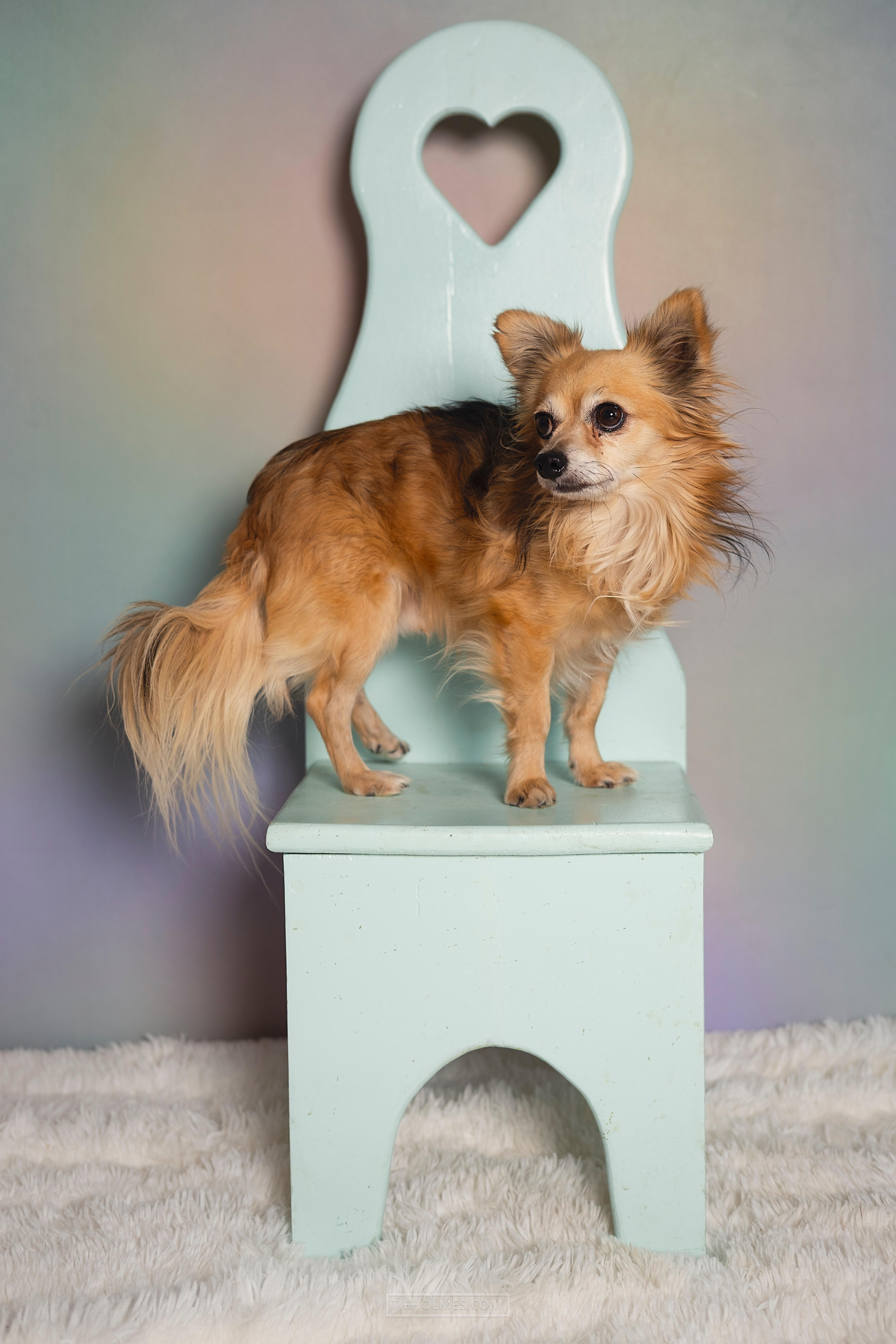 Nicolas, adopted, Adult Male Chihuahua.