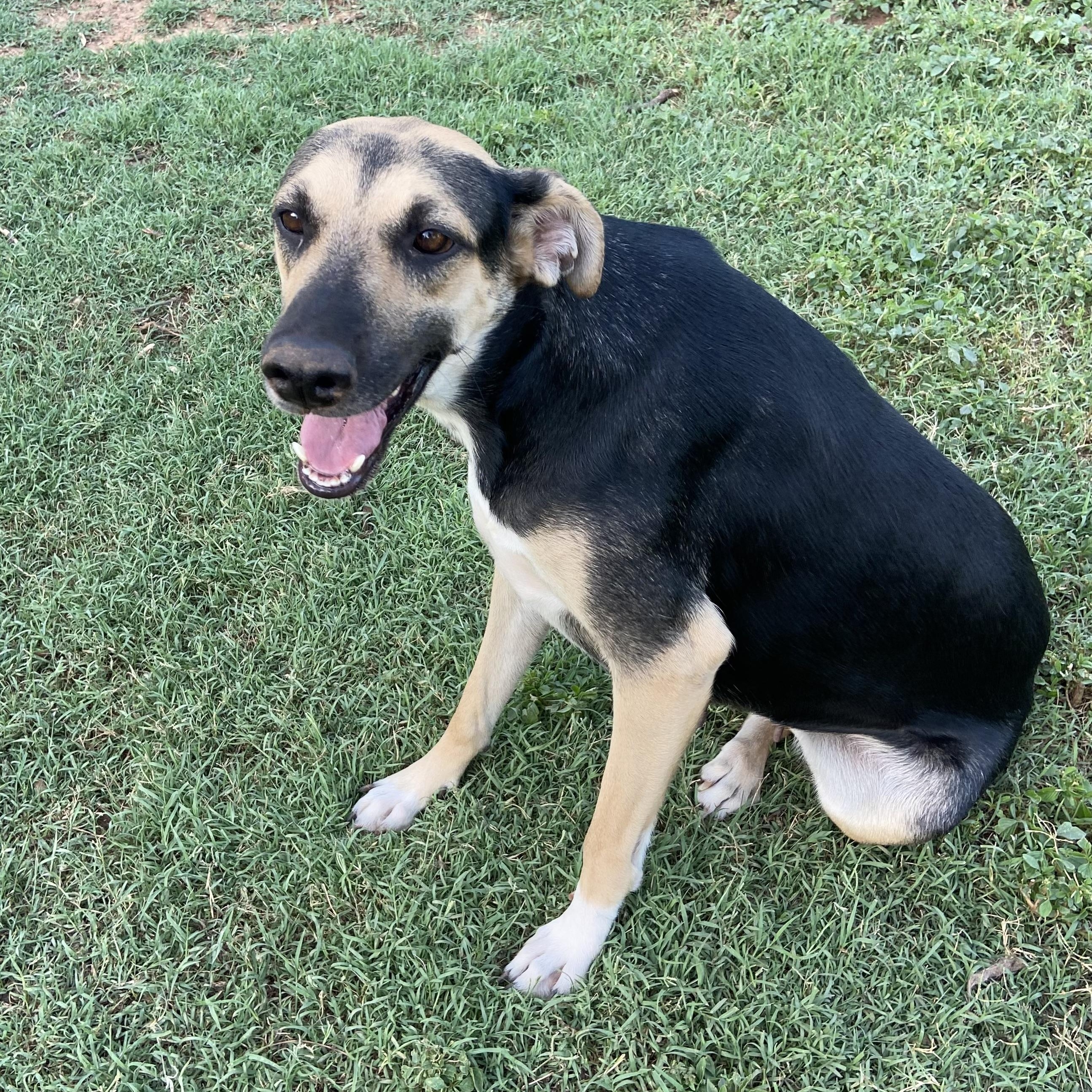 Enlarge Malia, a Adopted mixed breed in Boise, ID image 2/3